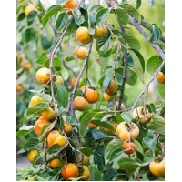 Саженец хурмы "Прок"